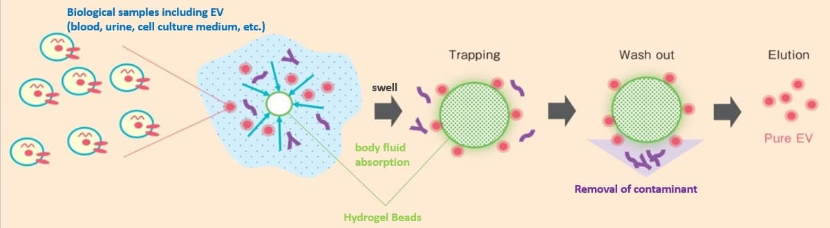 Purification of Extracellular Vesicle (EV) by the “HAS method